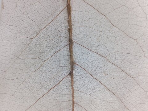 Ultra macro of transparent soursop skeleton leaf annona muricata showing intricate Lace vein network.