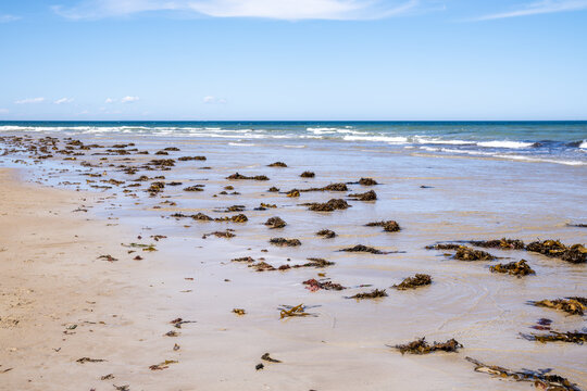 Clumps of kelp and seaweed scattered across the beach along the tide line at Anglesea, Victoria, Australia. Washed-up marine debris, natural beach accumulation and ecosystems