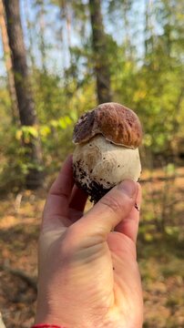Wild mushrooms in a hand. Selective focus.