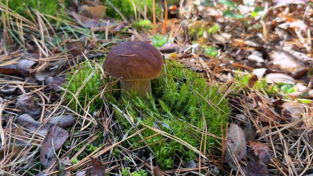 Wild mushrooms in a hand. Selective focus.