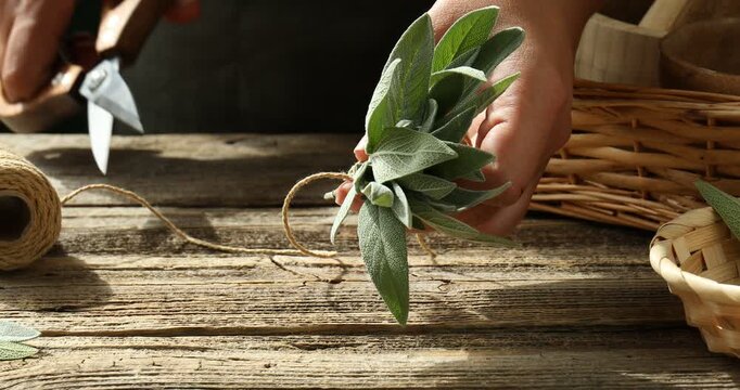 Woman tying bunch of fresh sage leaves with twine at wooden table, closeup