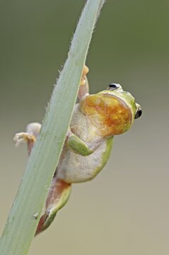 Mediterranean tree frog (Hyla meridionalis), Camargue, Provence, southern France