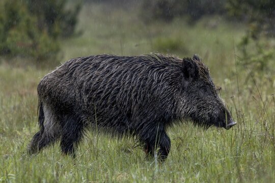 Thanks to good camouflage and a perfect wind, the wild boar boar (Sus scrofa) passes me a few metres away, I remain undetected, rainy, May, Denmark