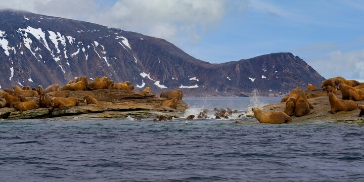Large group of Walrus (Odobenus rosmarus) running in stampede into water, Parry Island, Svalbard Archipelago, Norway