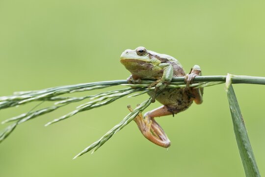 European tree frog (Hyla arborea), North Rhine-Westphalia, Germany