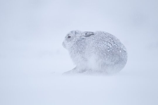 Mountain hare (Lepus timidus) adult animal in its winter coat resting on a snow covered mountain side in a blizzard, Cairngorm mountains, Scotland, United Kingdom