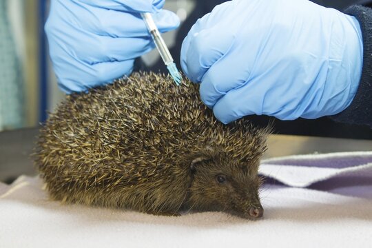 European hedgehog (Erinaceus europaeus) adult animal being injected with medicine from a syringe at an animal rescue centre, England, United Kingdom