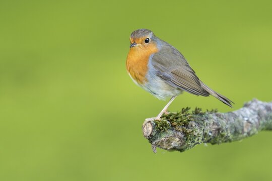 European robin ( Erithacus rubecula) sitting on a branch, Naarden, Netherlands