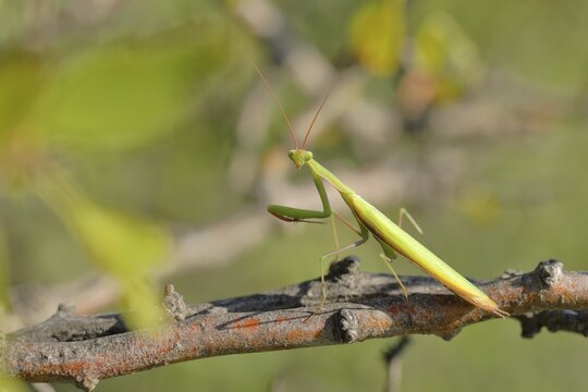 European mantis (Mantis religiosa), in a shrub, Burgenland, Austria