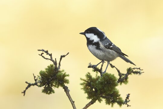 Coal tit (Parus ater), sitting on a mossy branch, North Rhine-Westphalia, Germany