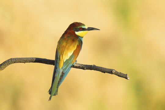 Bee-eater (Merops apiaster) sitting on a branch, dorsal view, Rhineland-Palatinate, Germany