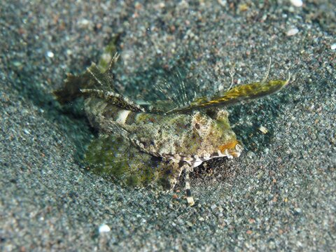 Finger lyrefish, giant lyrefish (Dactylopus dactylopus) on sandy bottom, dive site Puri Jati, Umeanyar, Bali, Indonesia