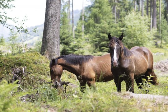 Horses (equus caballus), Rauris, Pinzgau, Salzburg, Austria