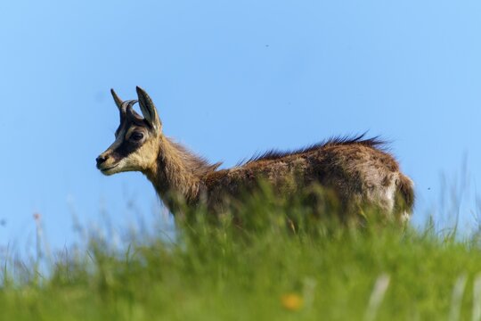 Chamois standing on a green meadow under a blue sky, photographed in profile, chamois, chamois, (Rupicapra rupicaprae), wildlife, Vosges, France