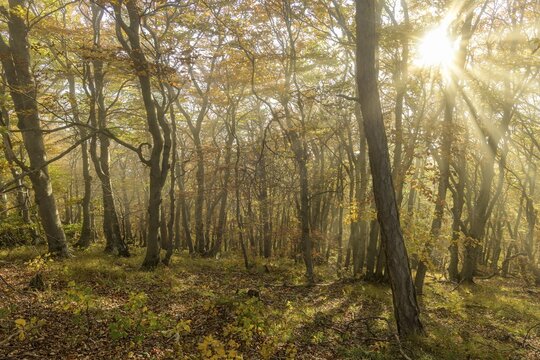 Autumnal beech forest with fog, Hocheck, Furth an der Triesting, Lower Austria, Austria