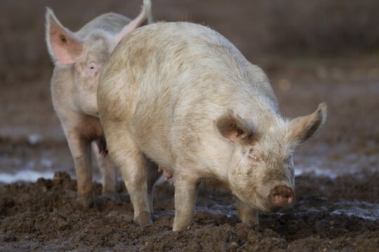 Domestic pig (Sus scrofa domesticus) two adult farm animals standing in mud in a field, England, United Kingdom