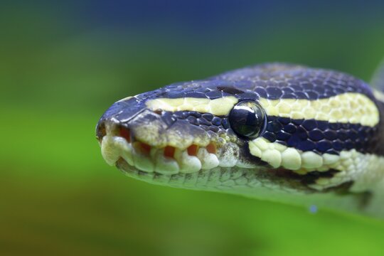 Royal python (Python regius) adult snake head portrait, England, United Kingdom, Captive