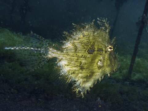 A jewellery filefish (Chaetodermis penicilligerus), filefish, with camouflage pattern swims under water, dive site Secret Bay, Gilimanuk, Bali, Indonesia