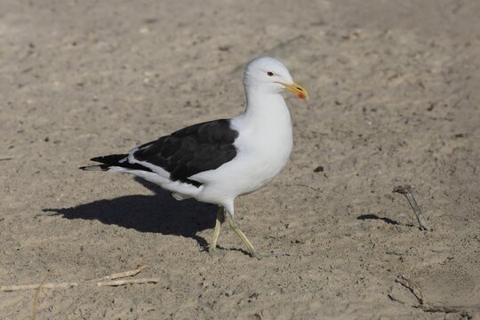 Dominican Gull (Larus dominicanus), adult, running, beach, foraging, Boulders Beach, Simon's Town, Western Cape, South Africa