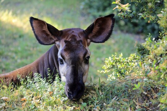 Okapi (Okapia johnstoni), adult, feeding, portrait, captive