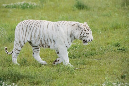 White Bengal tiger (Panthera tigris tigris) walking in a meadow, captive