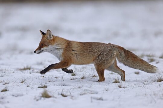 Red fox (Vulpes vulpes) running in a snowy meadow, Czech Republic