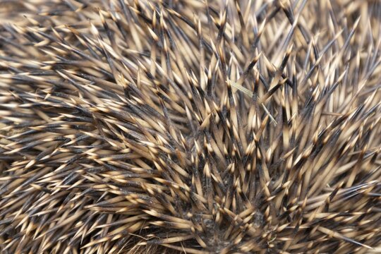European hedgehog (Erinaceus europaeus) adult animal close up of its spines on its body, England, United Kingdom