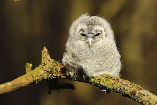Tawny owl (Strix aluco), young bird, branchling, sitting on a branch, North Rhine-Westphalia, Germany