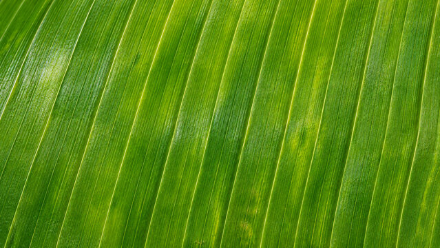 Green banana leaf texture macro