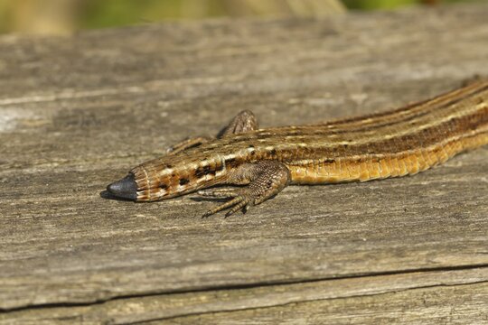 Common lizard (Zootoca vivipara) adult reptile animal showing its tail regrowing resting on a wooden sleeper, England, United Kingdom