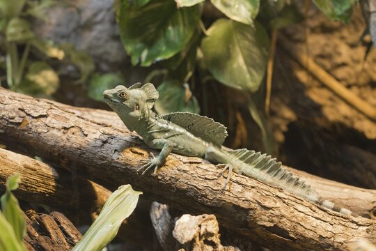 Plumed basilisk (Basiliscus plumifrons), Rhineland-Palatinate, Germany
