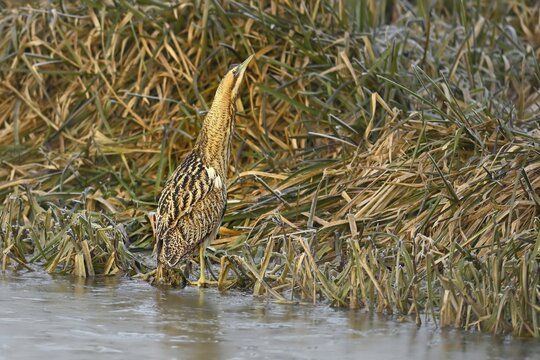 Eurasian bittern (Botaurus stellaris), camouflaged standing on the edge of the reed, Switzerland