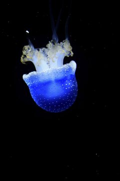 Australian spotted jellyfish (Phyllorhiza punctata), in water, captive, Switzerland