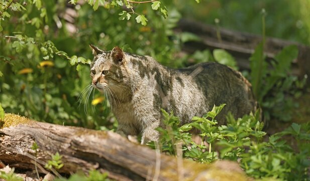 Wildcat (Felis silvestris) running in the undergrowth, captive