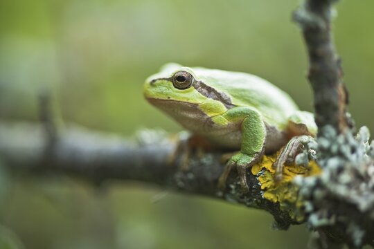 European tree frog (Hyla arborea), North Rhine-Westphalia, Germany