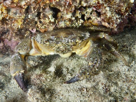 Warty Crab (Eriphia verrucosa) on a reef displays aggressive behaviour, dive site: Hausriff, Stoja, Pula, Croatia, Mediterranean Sea