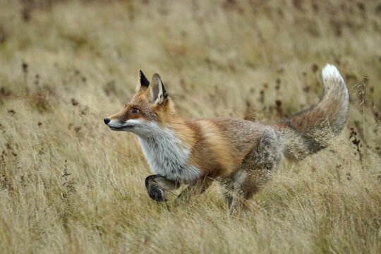Red fox (Vulpes vulpes) running in a meadow, Czech Republic