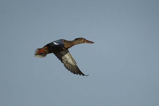 Shoveler (Anas clypeata) duck adult female bird in flight, Norfolk, England, United Kingdom