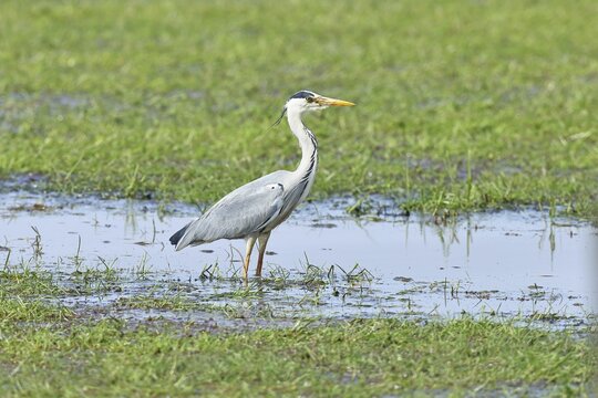 Grey heron (Ardea cinerea), standing in the shallow water of a moor, Ochsenmoor, D&uuml;mmer See, H&uuml;de, Lower Saxony, Germany