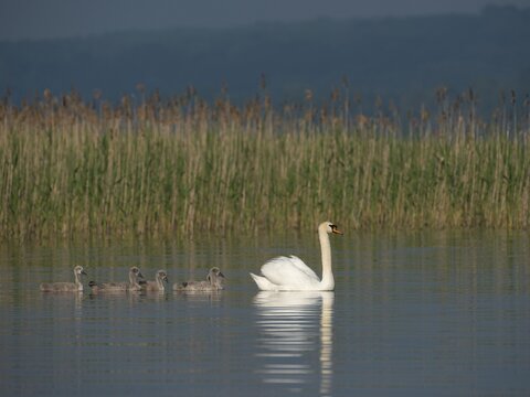 Mute Swan (Cygnus olor) with chicks, Mecklenburg-Western Pomerania, Germany