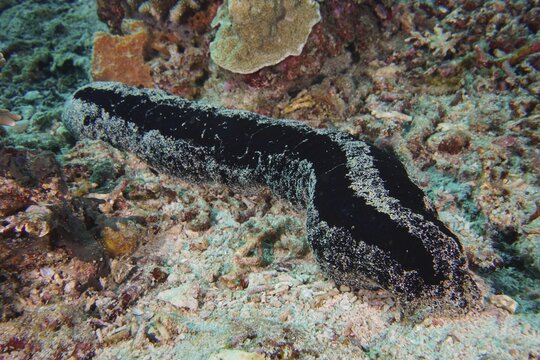 Black sea cucumber (Holothuria atra) moves across the sandy coral bottom. Dive site SD, Nusa Ceningan, Nusa Penida, Bali, Indonesia
