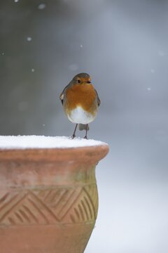 European robin (Erithacus rubecula) adult garden bird on snow covered flower pot in winter, England, United Kingdom