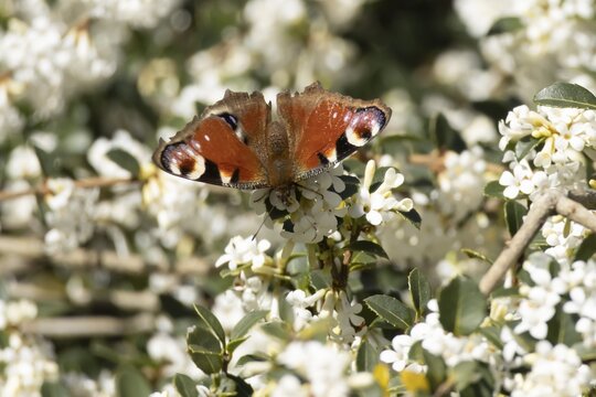 Peacock butterfly (Aglais io) adult insect feeding on white garden flowers in spring, England, United Kingdom