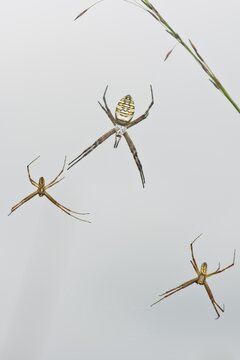 Wasp spider (Argiope bruennichi), two males and female, Emsland, Lower Saxony, Germany