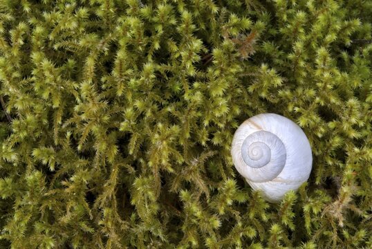 Burgundy Snail or Roman Snail or Edible Snail (Helix pomatia) shell, Upper Isar River, Bavaria, Germany, Europe