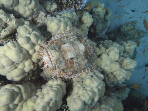Fringed scorpionfish (Scorpaenopsis oxycephala) in perfect camouflage within a coral landscape under water, dive site House Reef, Mangrove Bay, El Quesir, Red Sea, Egypt