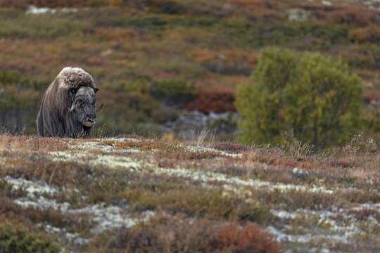 An impressive musk ox bull (Ovibos moschatus) stands on a mountain ridge and looks into the valley in front of him, autumn, autumn landscape, Ruska, Tundra landscape, September, Norway