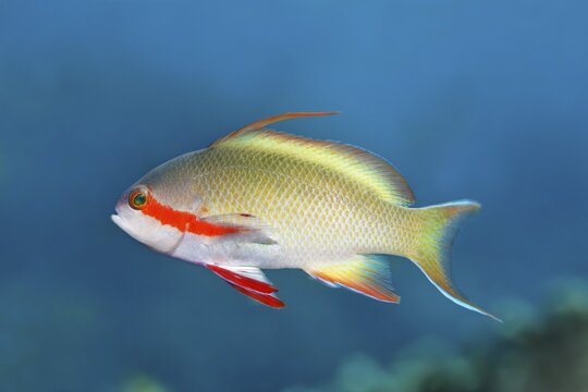 Threadfin anthias (Pseudanthias huchtii) Great Barrier Reef, Unesco World Heritage Site, Pacific, Australia
