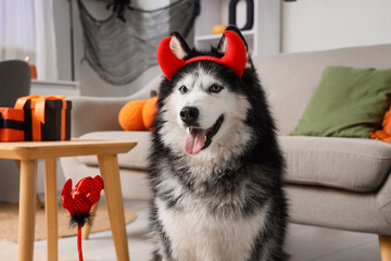 Halloween celebration with pet, husky dog wearing red devil horns headband sitting in decorated living room for autumn holiday party with pumpkins © Pixel-Shot