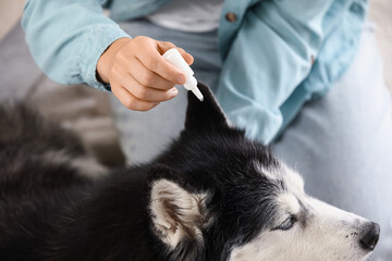 Veterinary care and pet health, owner applying ear drops to a husky dog for infection treatment and hygiene maintenance at home © Pixel-Shot